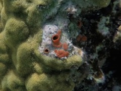Giant Tunicate